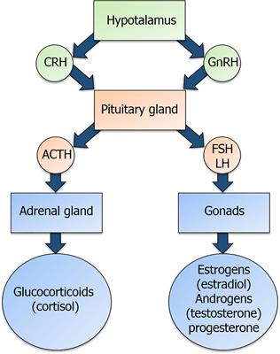 Regulation of the Immune System Development by Glucocorticoids and Sex Hormones